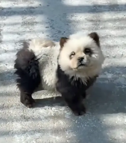 Зоопарк в Китае, собаки, окрашенные в панд, курьезы, обман, туризм, скандал, животные, смешные истории, приколы, фото