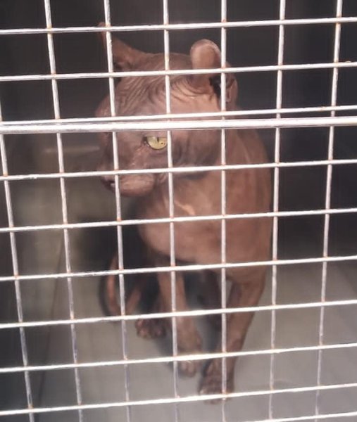 кот сфинкс, мексиканский наркокартель, кот татуировка