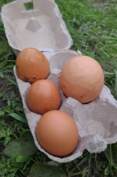 Курица снесла огромное яйцо, находка в курятнике, Великобритания, интересные истории из жизни, курьезы, домашнее хозяйство, фото