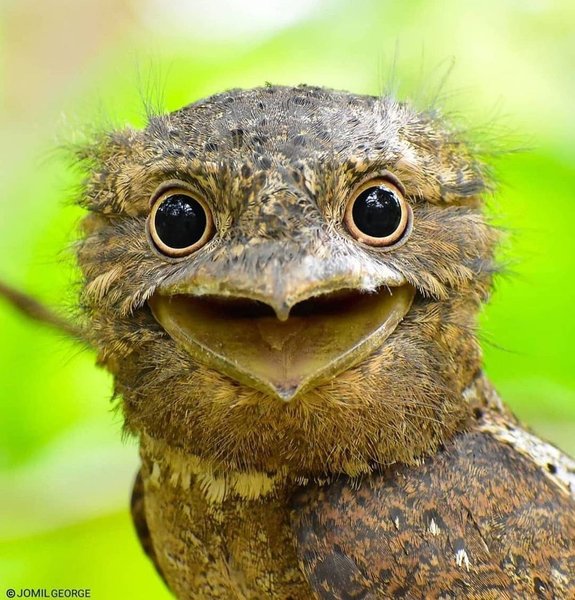 Козодой, найпопулярніша птах в Instagram, птах