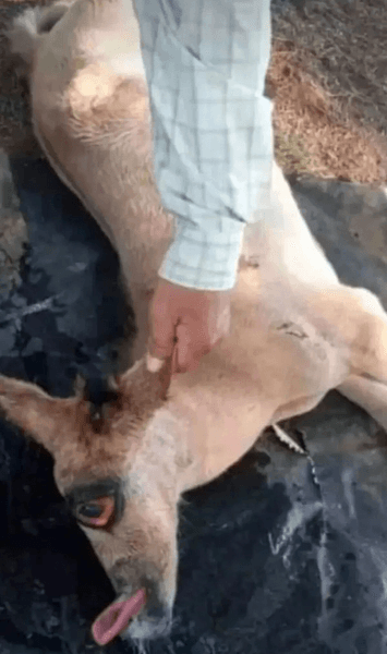 Лошадь, лошадь в поле, лошадь с одним глазом, генетическое заболевание, жеребенок, умер после рождения, циклоп, лошадь-циклоп