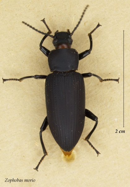 Zophobas morio