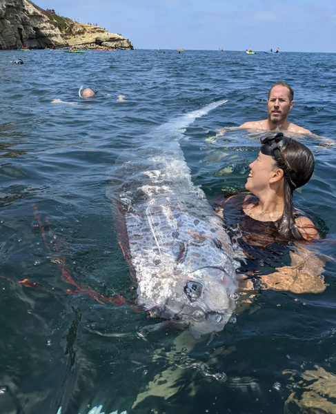Рыба предвестник катастроф, рыба судного дня, в Калифорнии поймали рыбу-весло, предвещающую приближение стихийного бедствия