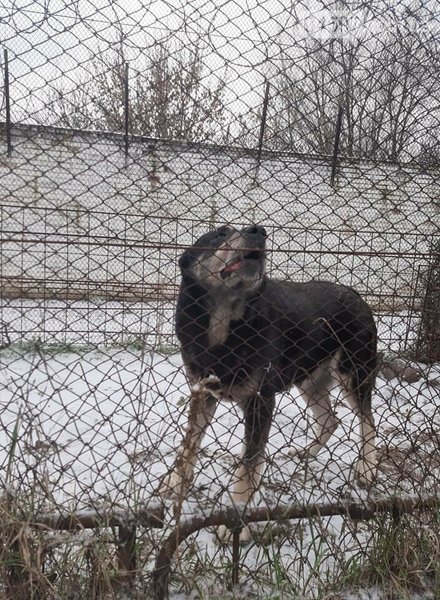 собака, породистая, буча, киевская область