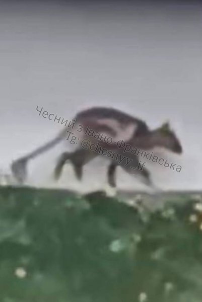 На Івано-Франківщині вдень місцеві помітили дивну істоту схожу на "чупакабру"