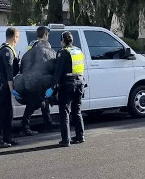 Горила, горила Гаррі, статуя горили