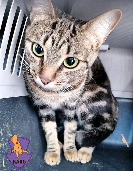 Kyiv Animal Rescue Group рятує тварин у Києві