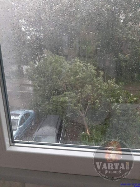 дерево, буря, львов, фото