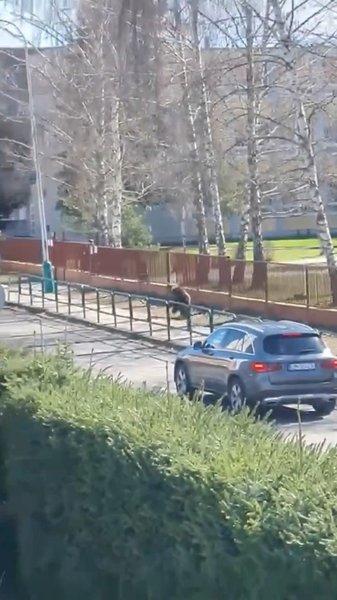 Нападение медведя