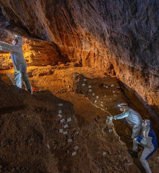 ДНК, медведи, пещера, Мексика