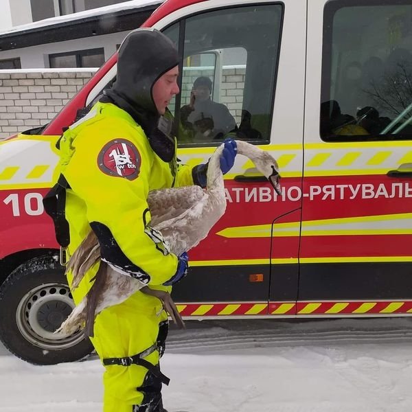 У Чернігові врятували лебедя, який замерзав у кризі