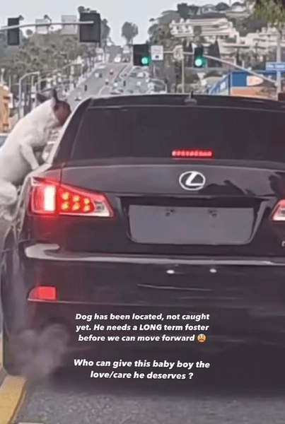 Собака бежала за машиной хозяина, хозяйка собаки, машина без номерного знака, выбросили посреди дороги, преданная собака