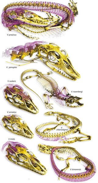 броня австралийских ящериц