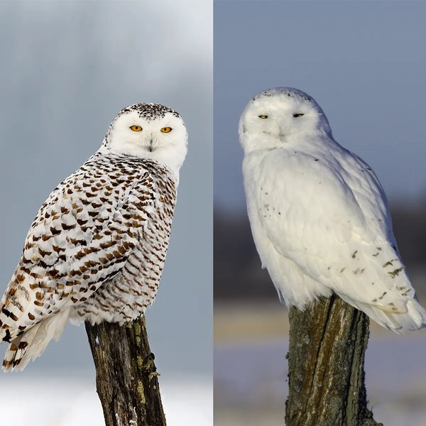 белая сова, бела сова окрас