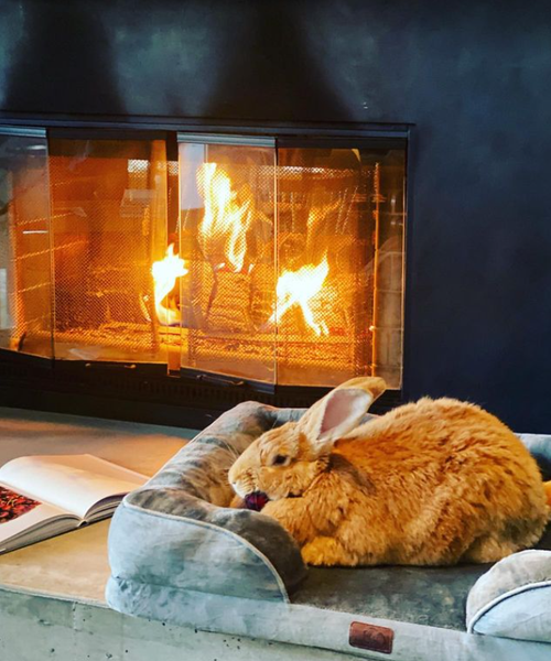 Кролик, звери, домашние любимцы, животные, курьезы, фото, видео, тренды TikTok, Instagram