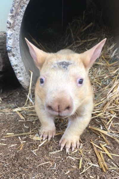 вомбат, парк дикої природи, Австралія