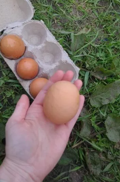 Курица снесла огромное яйцо, находка в курятнике, Великобритания, интересные истории из жизни, курьезы, домашнее хозяйство, фото