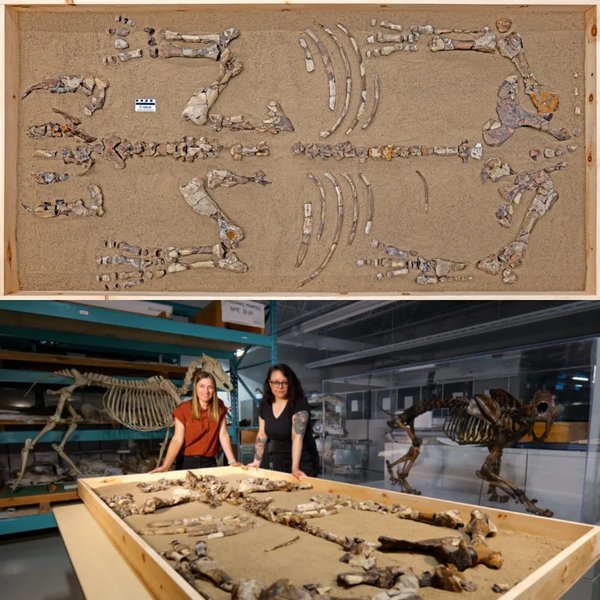 скелет носорога