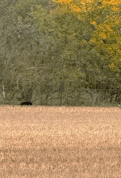 Велика чорна кішка у Великій Британії, незвичайна тварина, міфічний хижак, хижак, велика кішка, пантера, чорний звір