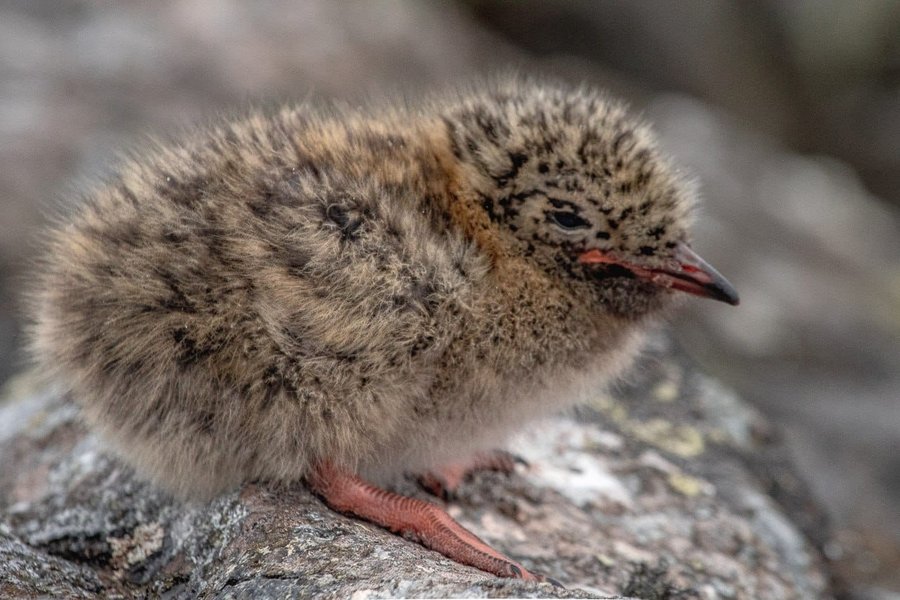 Птенец крачки имеет светло-коричневый пух