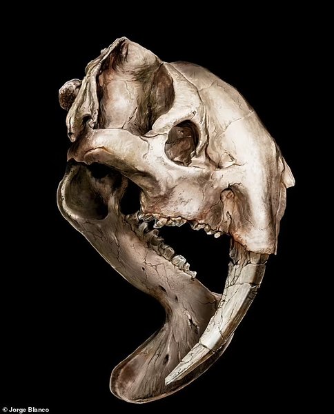 скам’янілості, дослідження, наука, вимирання, древні тварини, древній хижак, сумчасті, хижі тварини, древні хижаки, аномалія, шаблезубі, тварини хижаки, хижацтво, аномалія