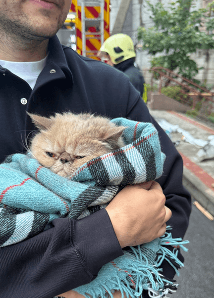 Кот Богданы Тарасик после обстрела