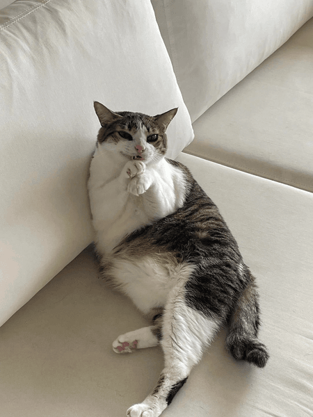 Кіт на дивані