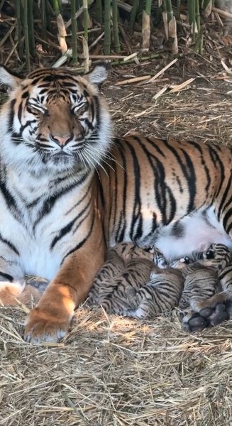 Тигры в зоопарке, зоопарк Вроцлава, суматранский тигр, тигрята, самка Нури