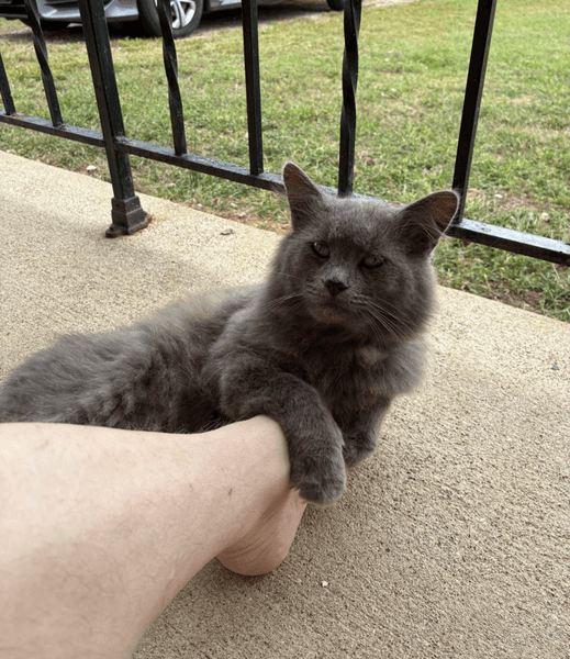 Бродячий кіт, який вісім місяців не довіряв людям, тепер обіймає господаря Сірий довгошерстий кіт лежить біля ніг людини на веранді, тримає його лапою і спокійно дивиться