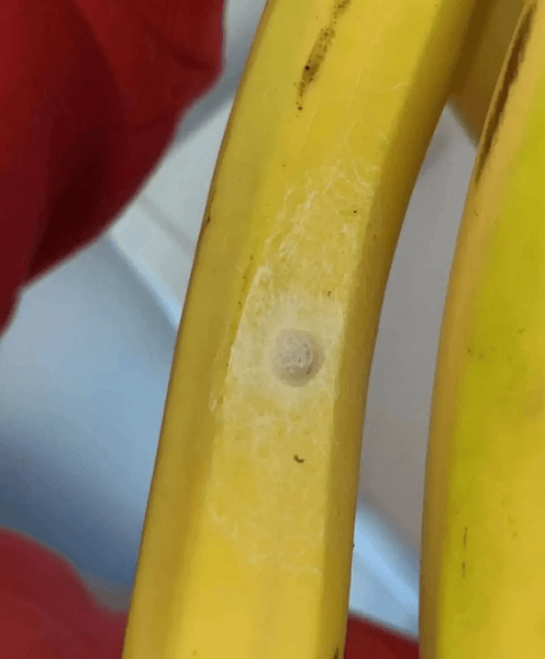 Бананы в магазине, банан, фрукты, банан с белым пятном, крошечные точки на банане, выбросила бананы, паучье гнездо, пауки