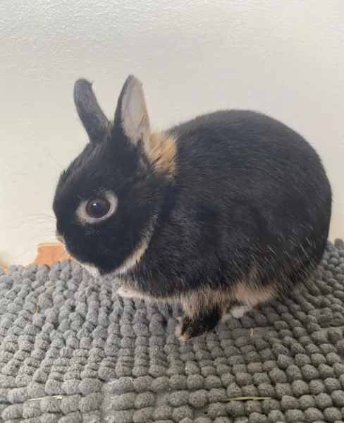 Карликовый кролик начал кусать хозяйку, животные, домашние любимцы, Великобритания, приют, интересные истории, фото