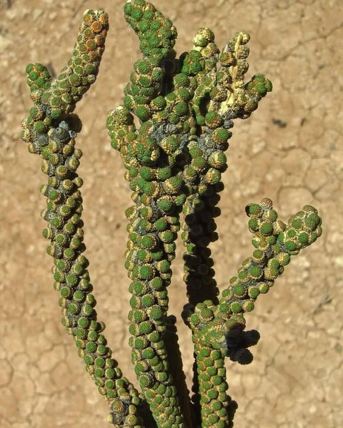 рослина, камінчики, тінь, фото