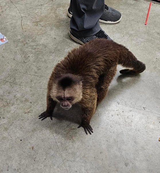 обезьяна капуцин музыкальній магазин