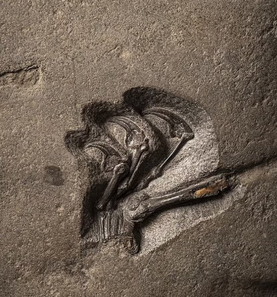 Скам'янілість, птерозавр