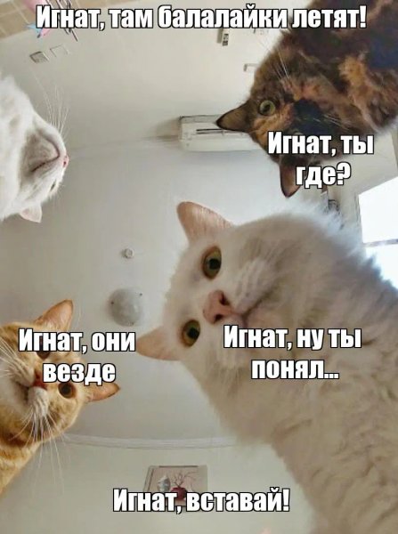 Мем, Юрий Игнат, коты