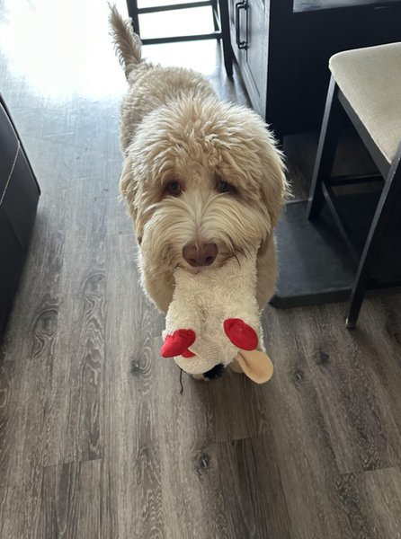 Пушистая собака несет хозяину белую игрушку с красными ушками