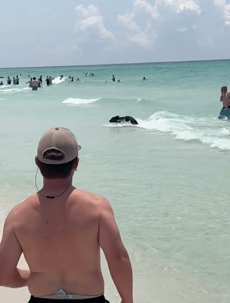 Мечка в океана Мечка в океана, плаж, хора, туристи, мечка, животно,