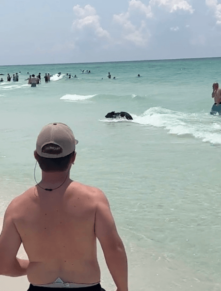 Медведь в океане, пляж, люди, туристы, медведь, животное,