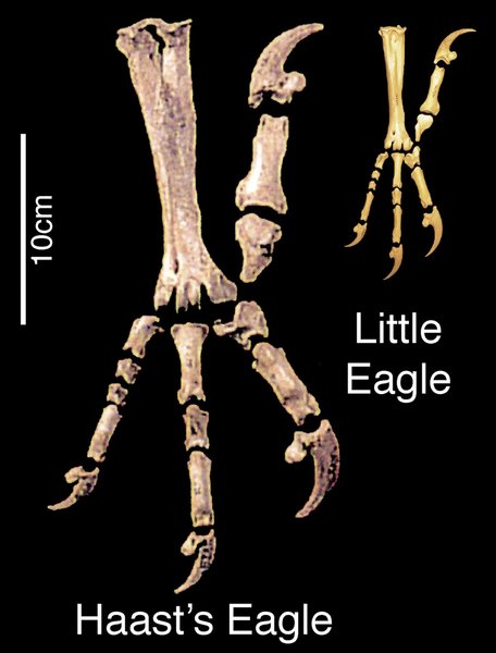 орел хаатса лапы
