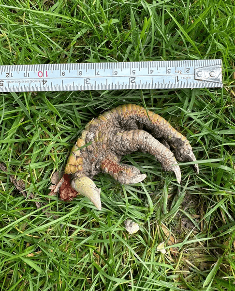 Кіготь, лапа, трава, земля, тварина