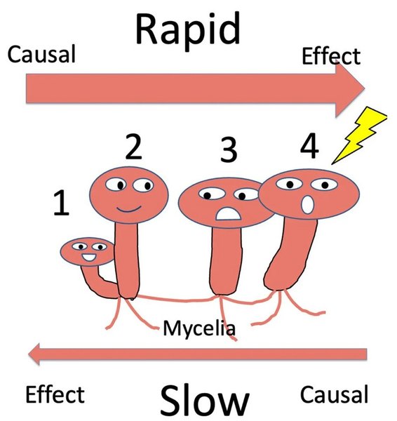 гриби розмови