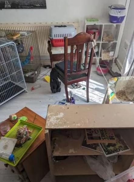 Сара Джордан из Великобритании жила посреди колонии щиров, суд, нарушение закона, курьезы, приколы, странные истории