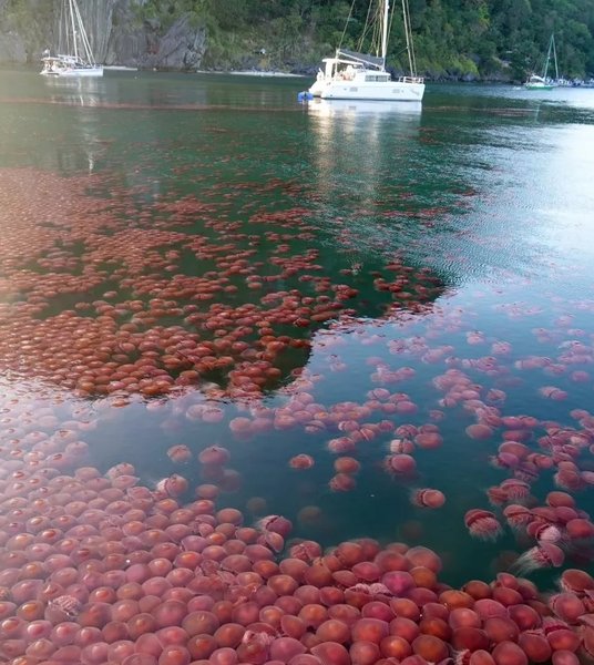 медузы, филиппины, морской помидор