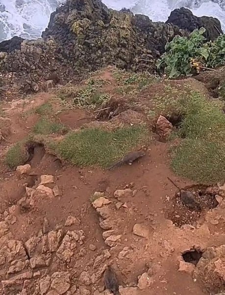 плъх 1 плъх, десет по плъхове