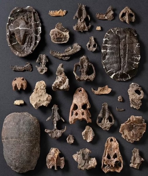 животное ископаемое кости животное ископаемое кости