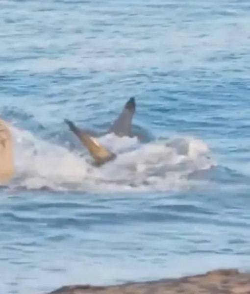 Пляж Меланара на Канарських островах, Іспанія, акула налякала туристів, курйози, подорожі, фото, скандал