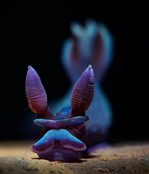 голожаберний молюск