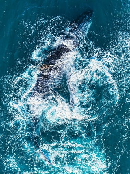 Горбатый кит ныряет