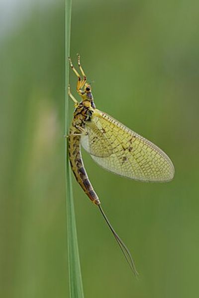 поденки, насекомые