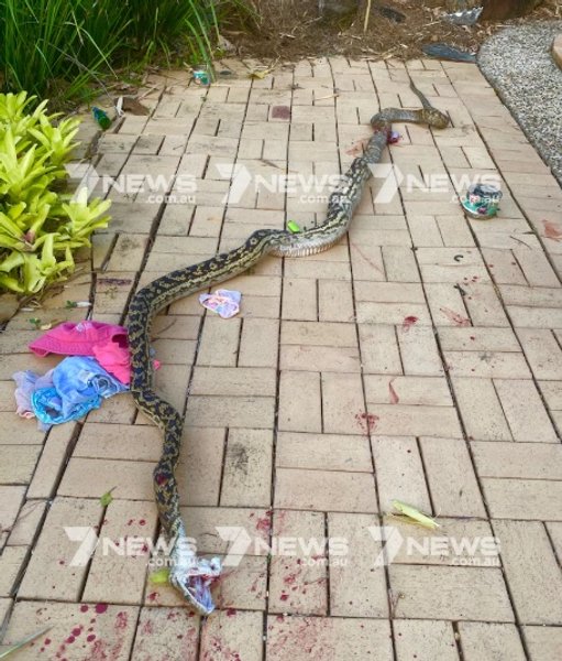 питон, Австралия, фото